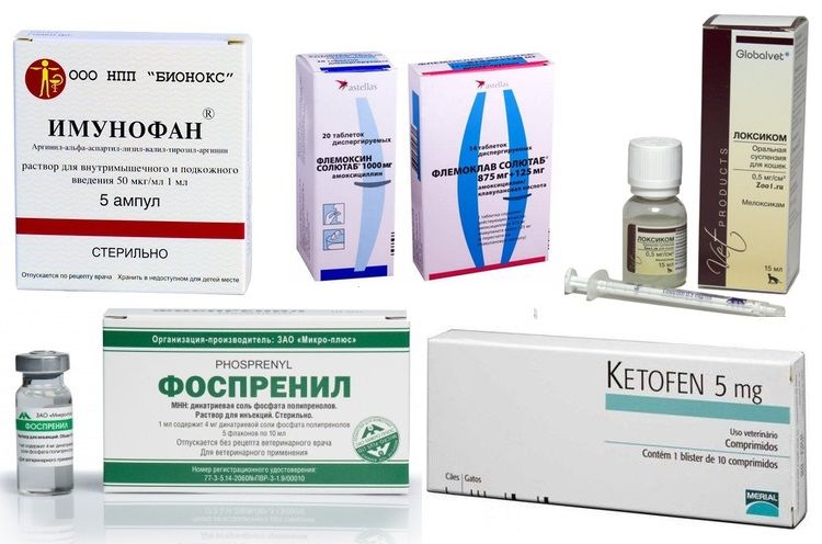 Médicaments pour le traitement du calicivirus chez les chats