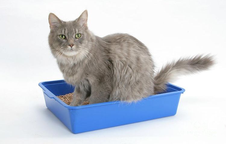 Chat gris dans une litière