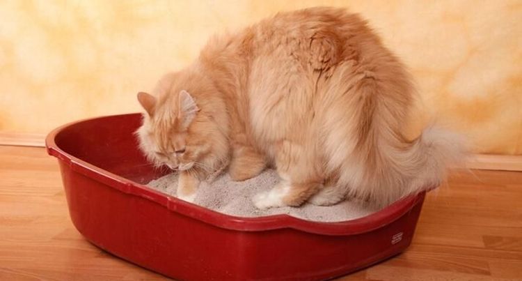 Un chat roux dans sa litière