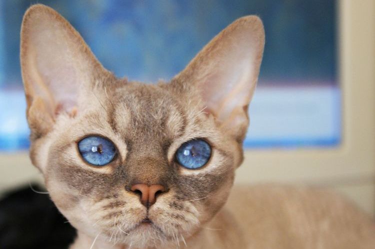 Devon Rex aux yeux bleus