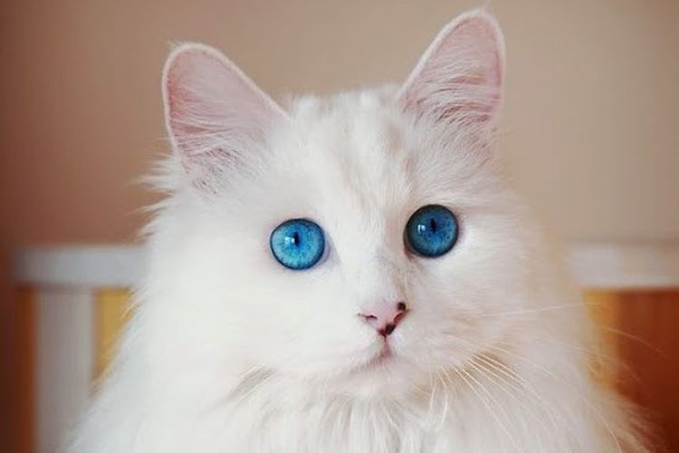 Chat aux yeux bleus