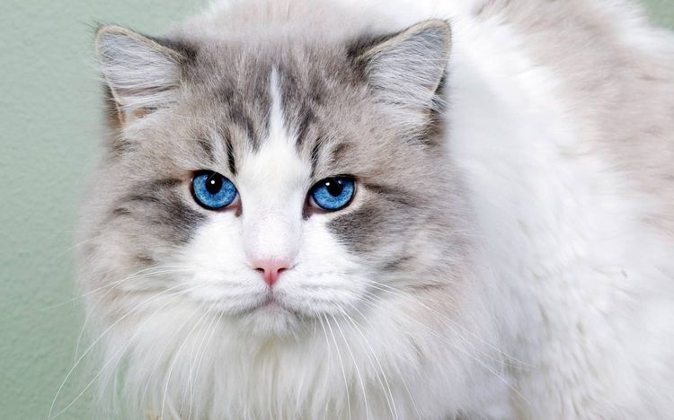 chat aux yeux bleus ojos azules