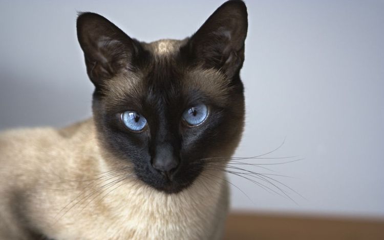 Chat siamois aux yeux bleus