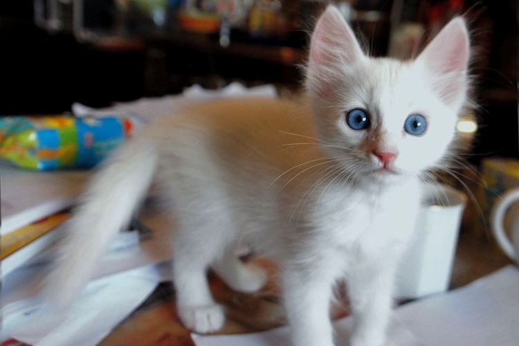 Chaton angora turc aux yeux bleus