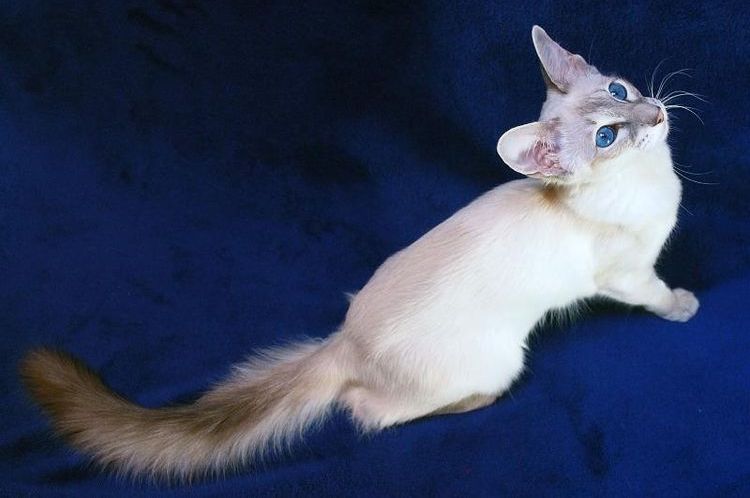 Javanais aux yeux bleus