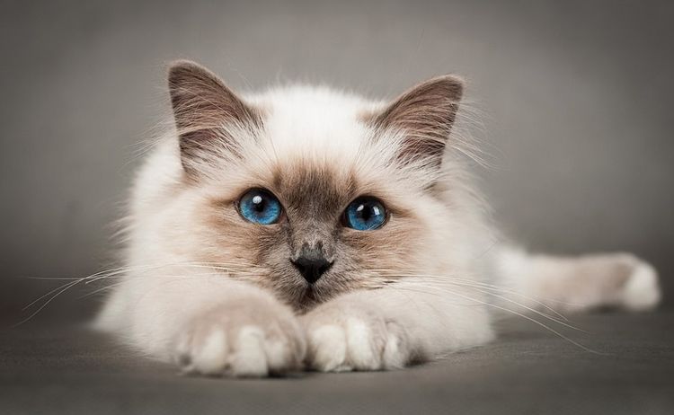 Chat birman aux yeux bleus