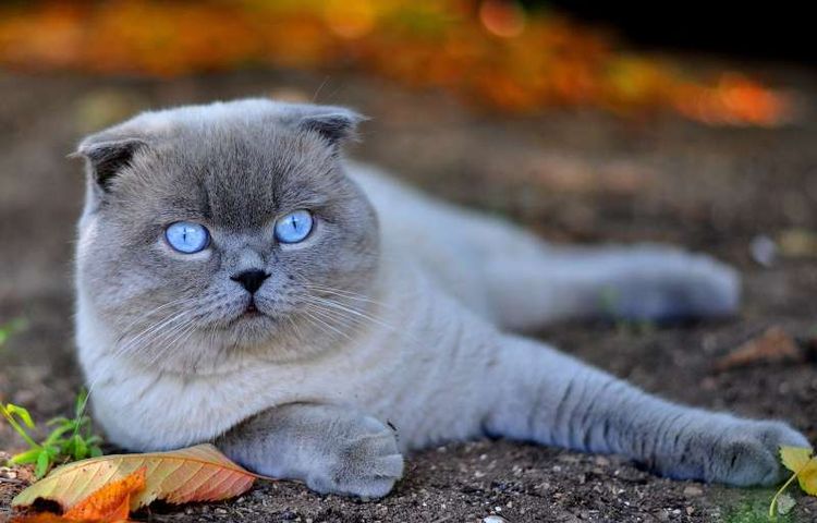 Scottish Fold aux yeux bleus
