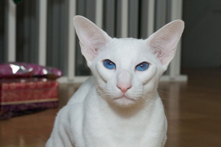 Chat Oriental à poil court aux yeux bleus