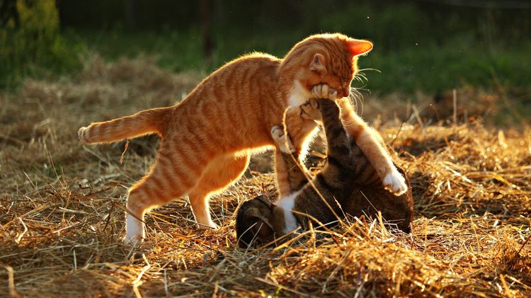 Les chats se battent entre eux.