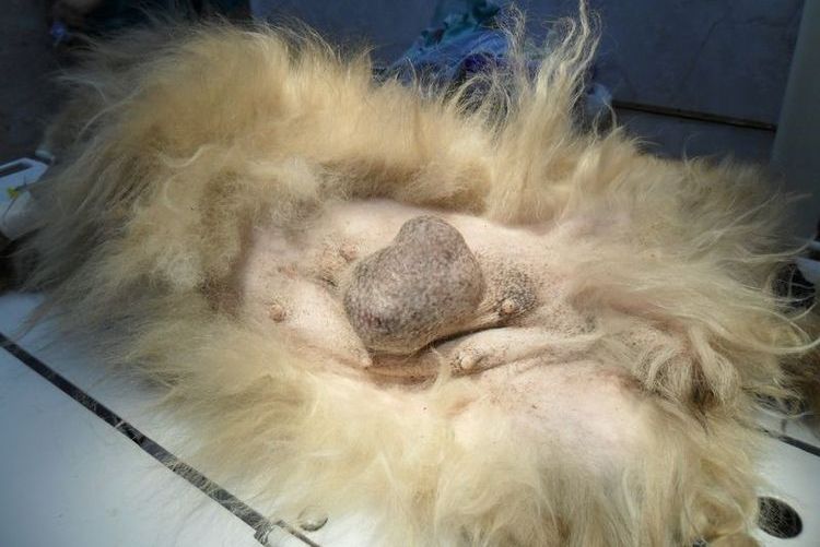 Leucémie chez un chat