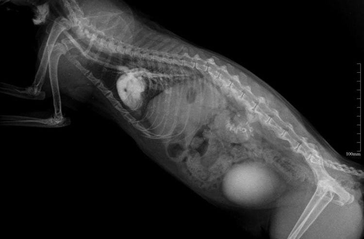 Radiographie d'un chat