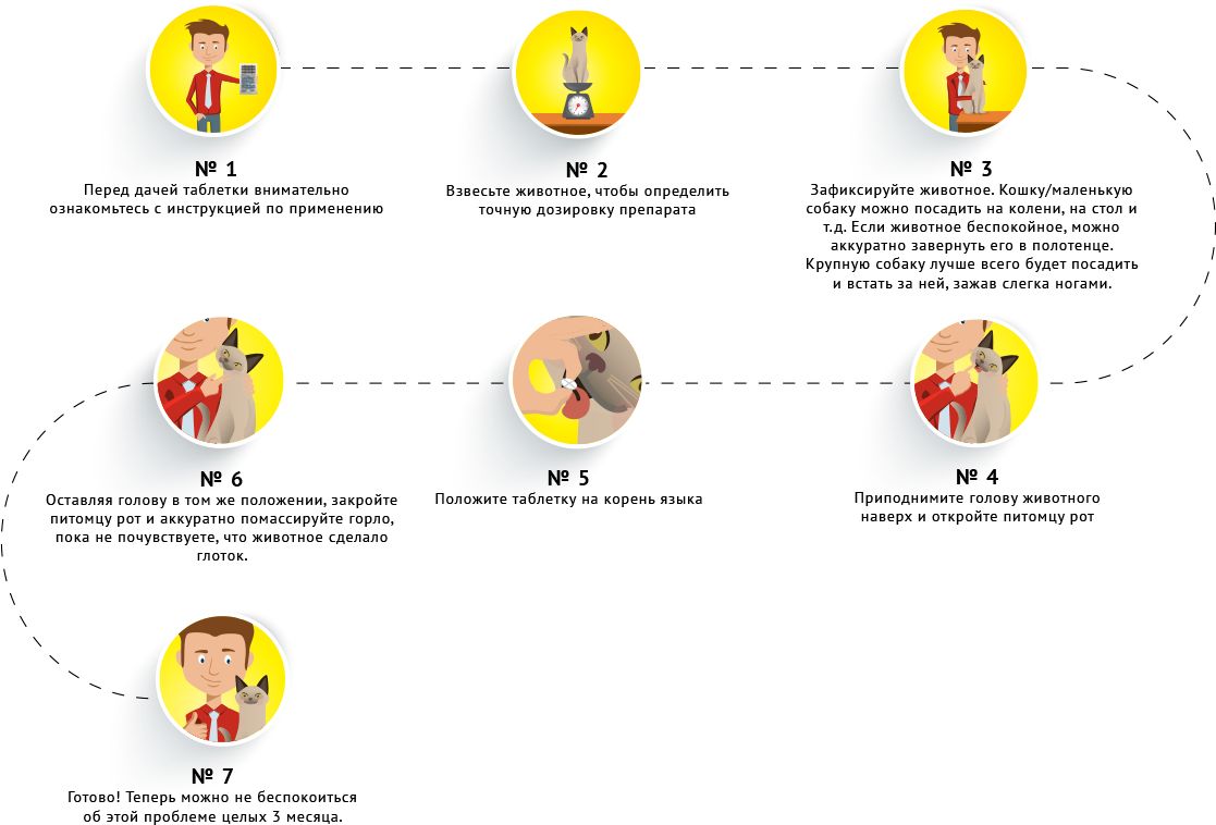 Comment donner un comprimé à un chat