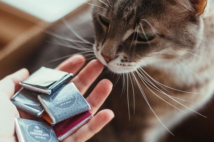 Le chat renifle du chocolat