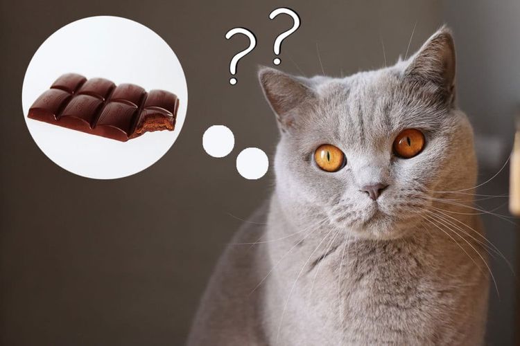 Le chat pense au chocolat