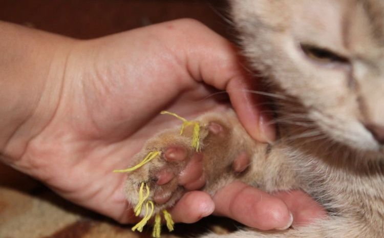 Chirurgie des pattes souples chez les chats