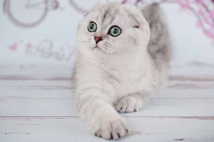 Chat à oreilles tombantes