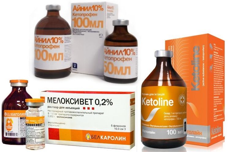 Médicaments pour le traitement de l'OHT chez les chats