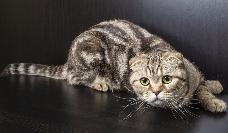 Scottish Fold