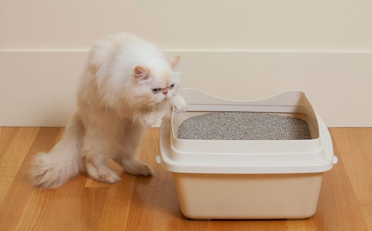 Chat et bac à litière