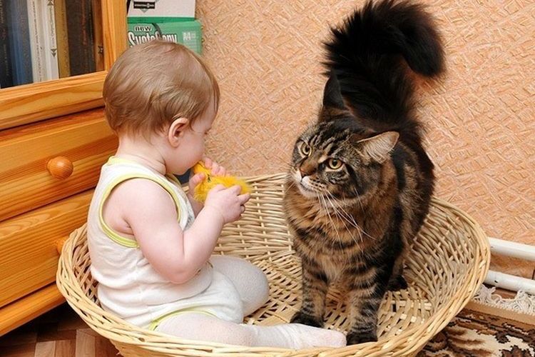 Un chat et un enfant
