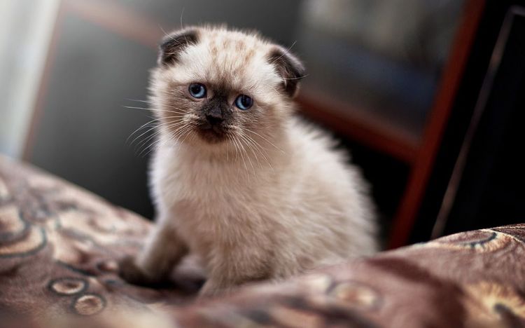 Le chaton est assis sur le lit