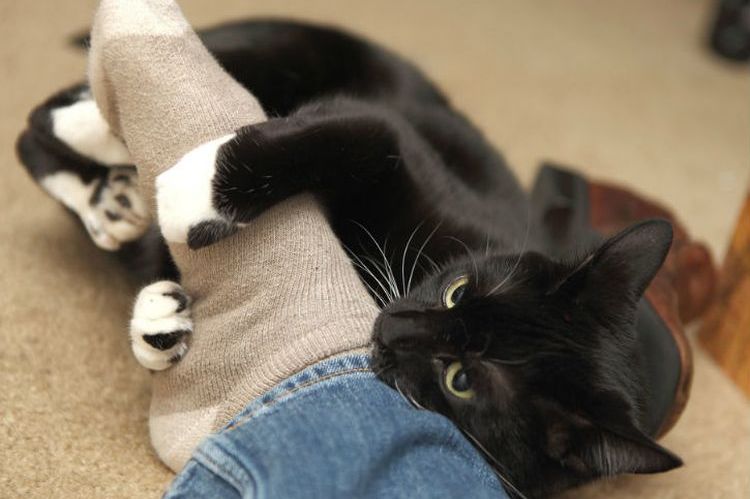 Un chat aux pieds de son maître