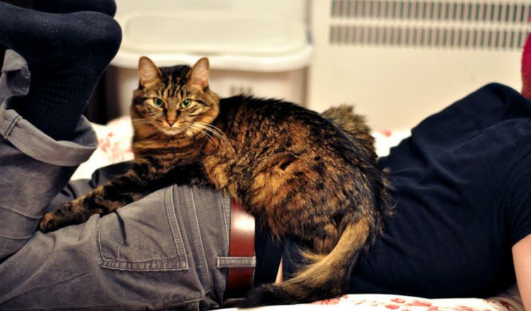 Le chat est couché sur les jambes de son maître