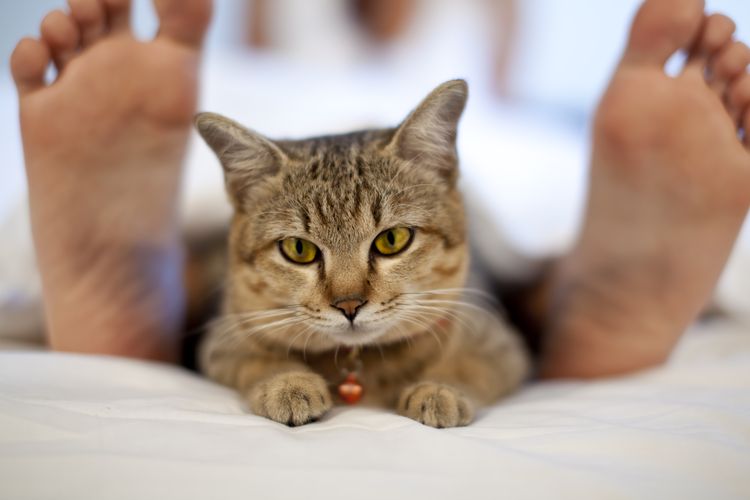 Le chat dort aux pieds de son maître