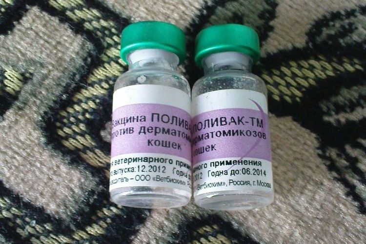 Vaccin Polivak pour chats