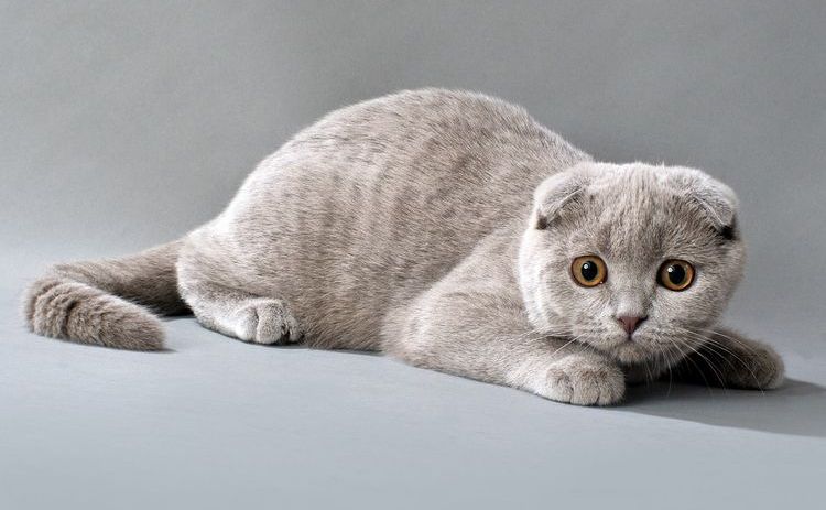 Scottish Fold