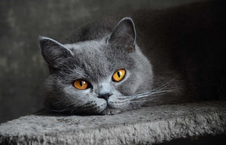 chat British Shorthair