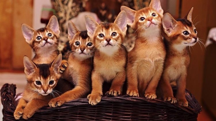 chatons abyssins