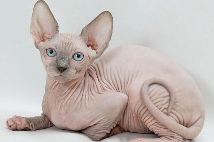 Sphynx canadien