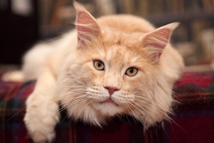 Maine Coon