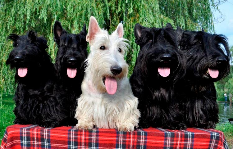 Chiens Scottish Terrier
