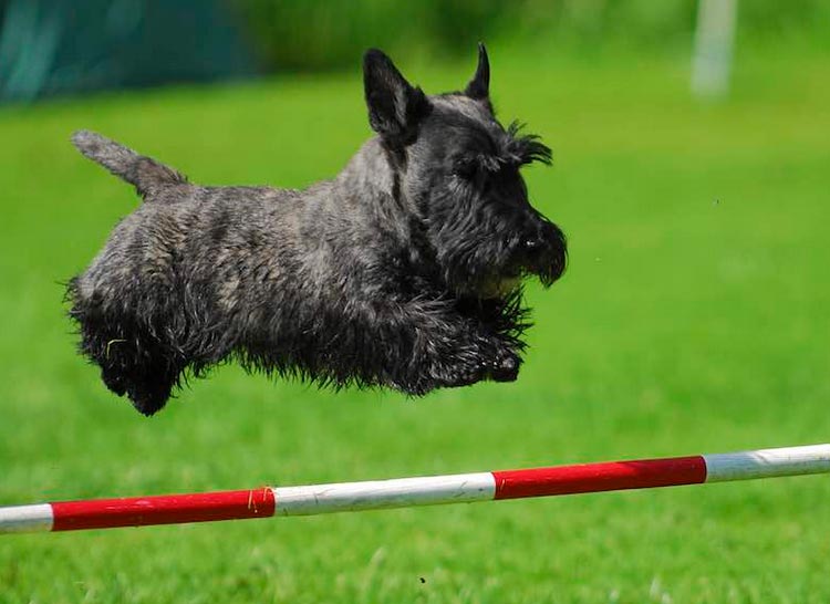 Agilité du Scottish Terrier