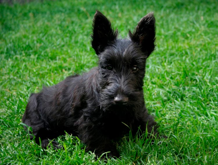 chiot Scottish Terrier