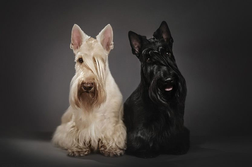 Scottish Terrier