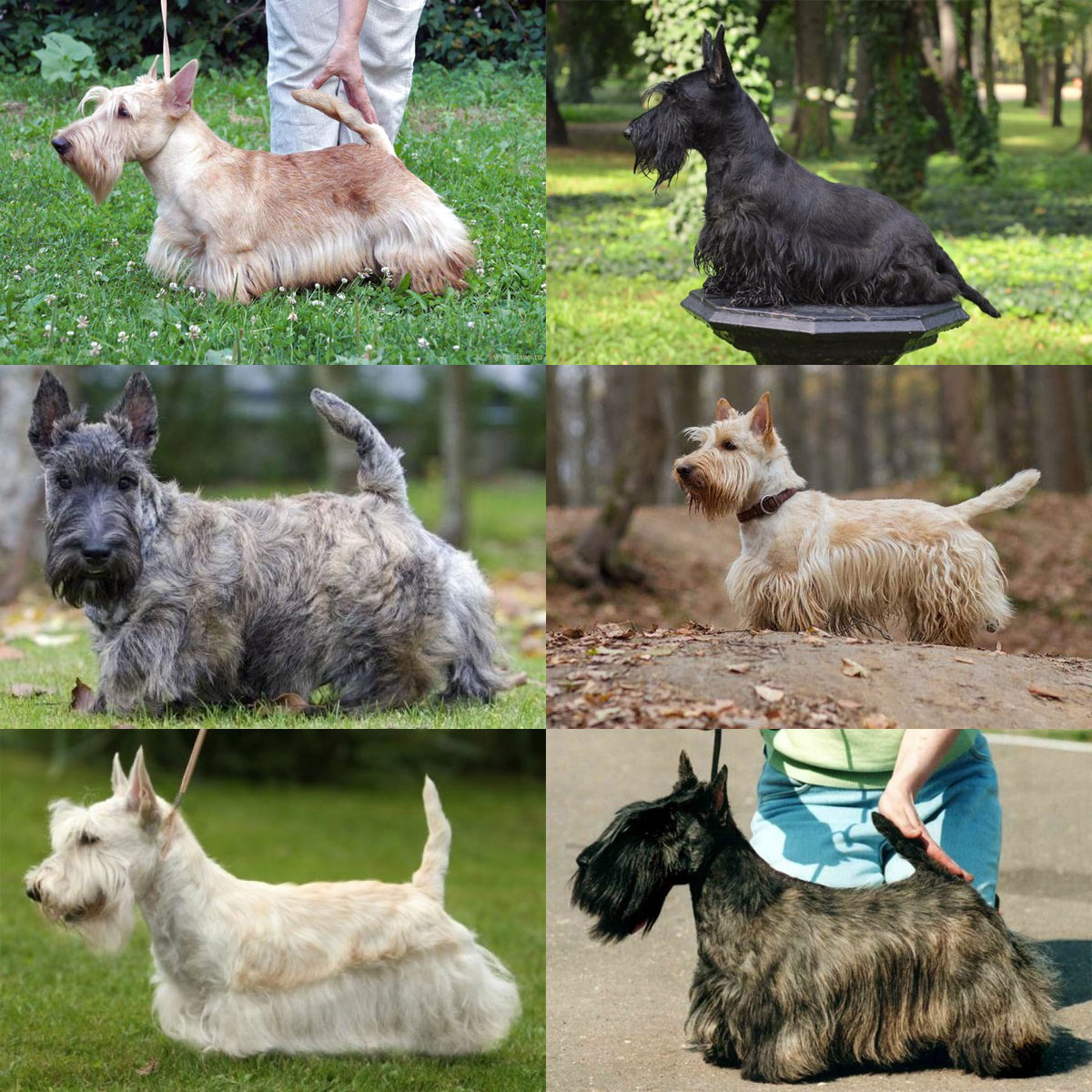 Couleur de la race Scottish Terrier