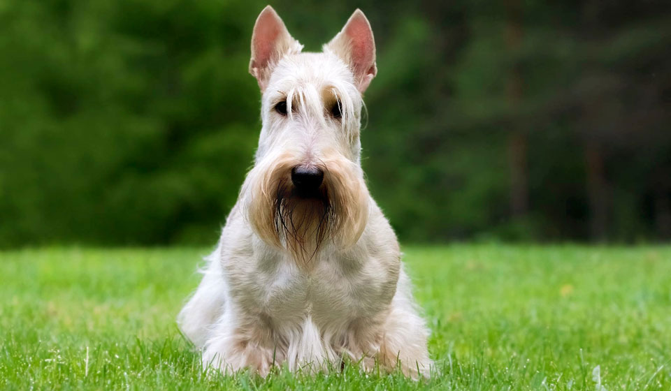 Terrier écossais blanc