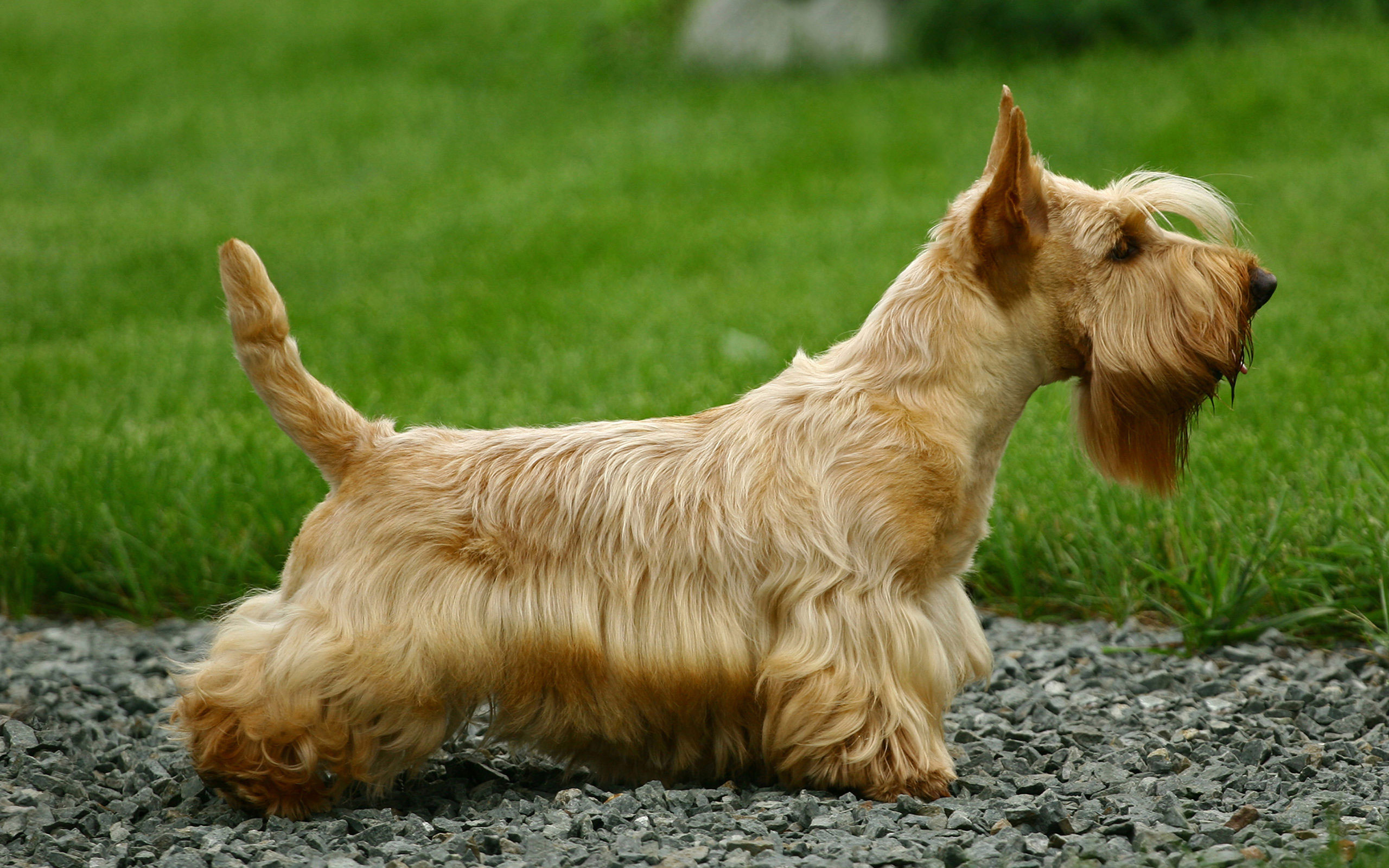 Toilettage d'un Scottish Terrier