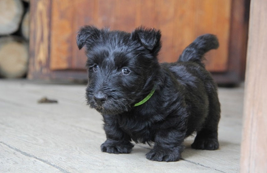 chiot Scottish Terrier