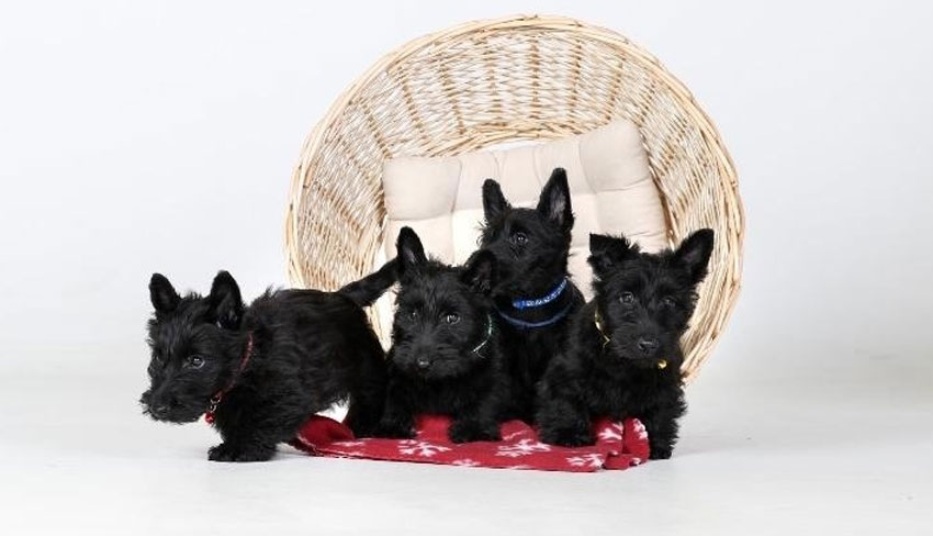 Chiots Scottish Terrier