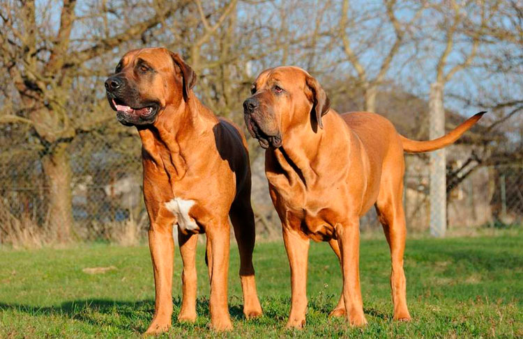 Où puis-je acheter un Tosa Inu ?