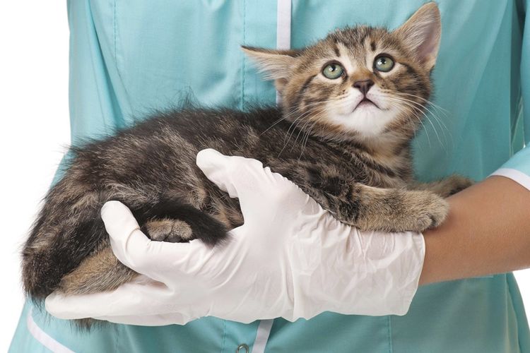 Un chaton dans les bras d'un vétérinaire