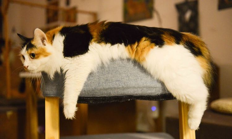 Un chat sur une chaise longue