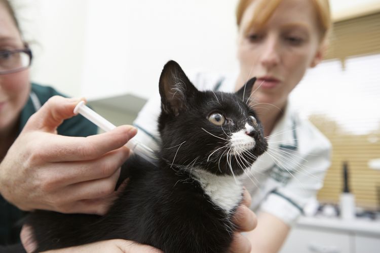 Une injection dans la nuque du chat
