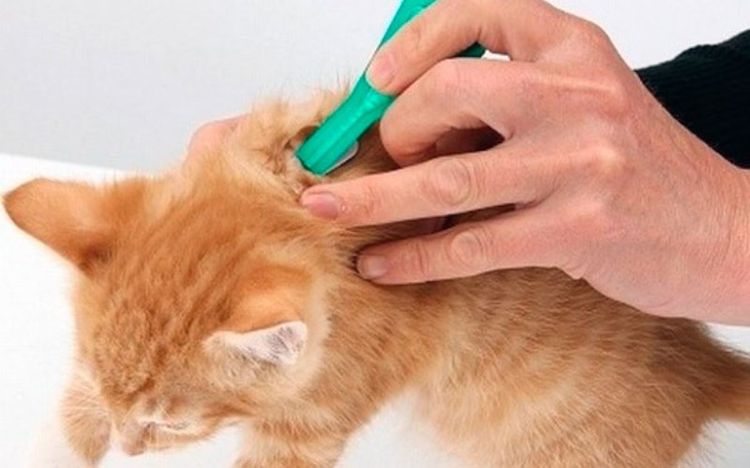 Traitement du garrot d'un chat