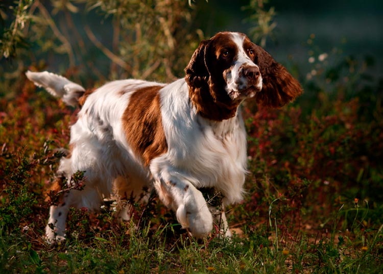 photo d'un épagneul springer anglais