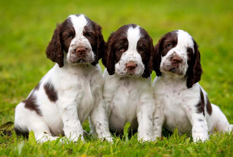 Chiots Springer Spaniel anglais